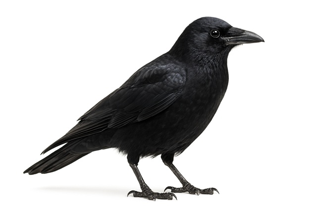 Crow