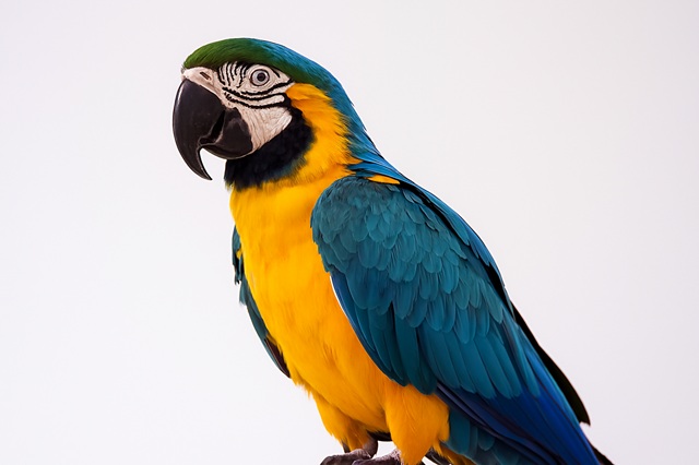 Parrot