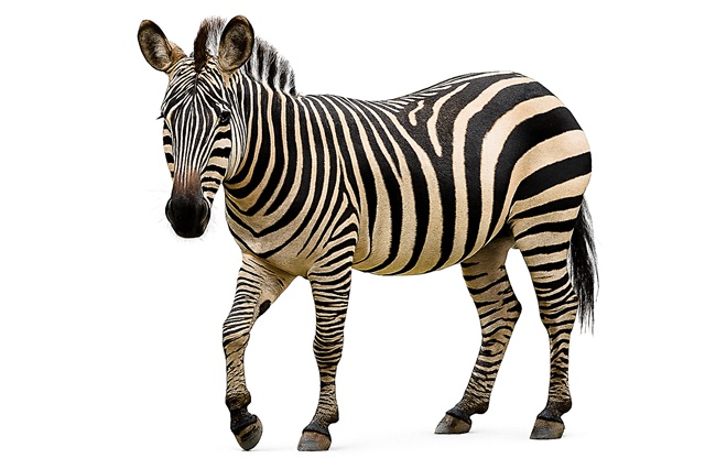 Zebra